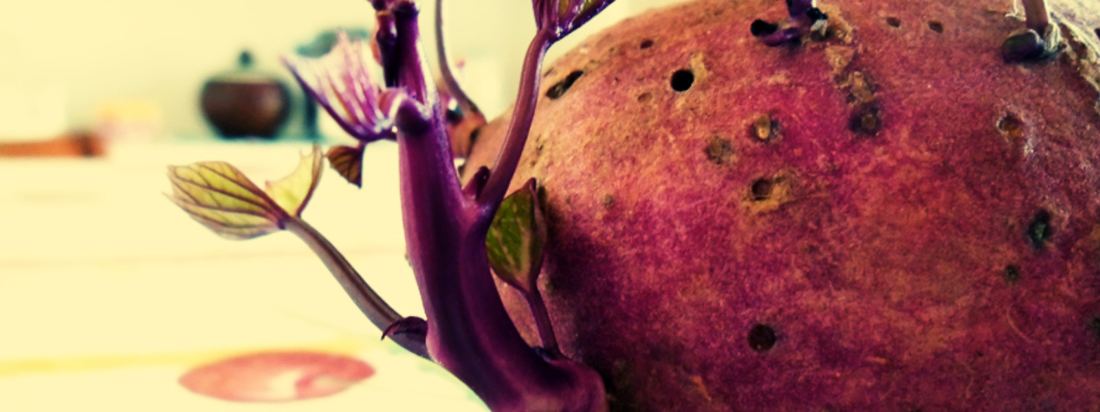 A imagem mostra uma batata doce em close